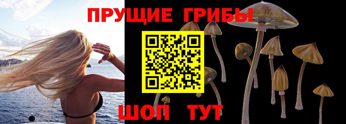 закладки  Псилоцибиновые грибы мицелий  Междуреченск  Вход с VPN  Галлюциногенные грибы Psilocybine cubensis 
